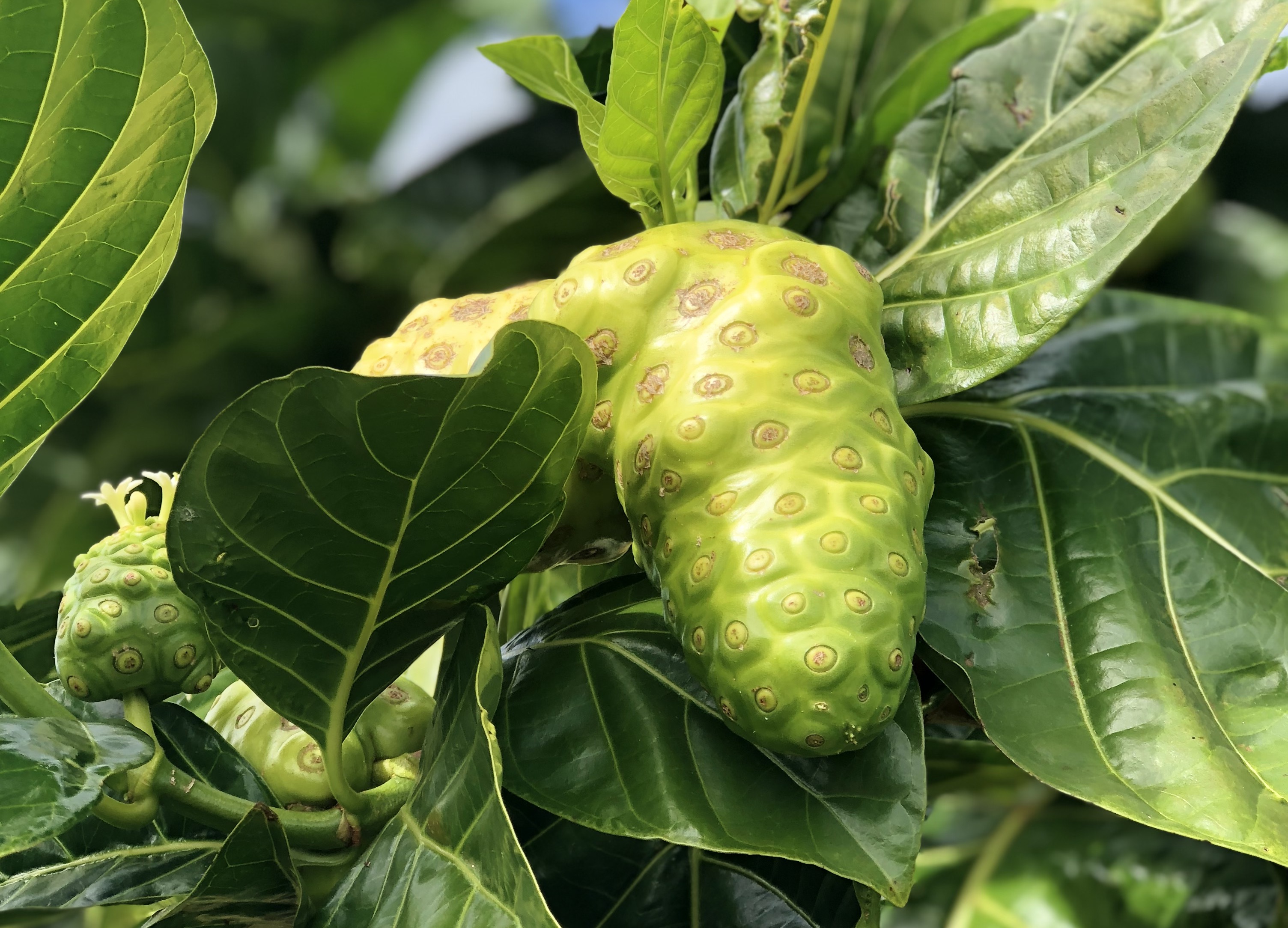 Noni Fruit