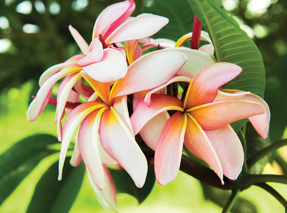 Aloha